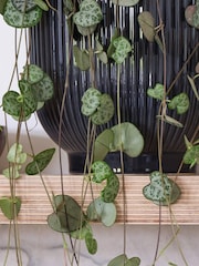 Beards & Daisies Navy Real String of Hearts Plant in Ribbed Pot - Image 3 of 3