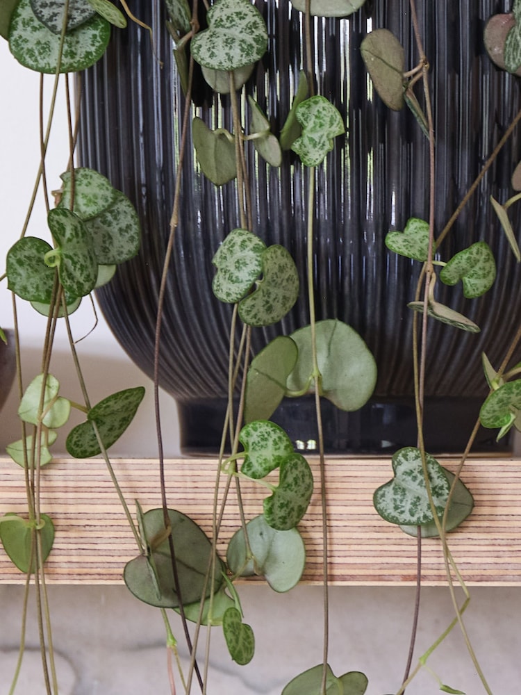 Beards & Daisies Navy Real String of Hearts Plant in Ribbed Pot - Image 3 of 3