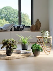 Beards & Daisies Green Real Pet Friendly Plant Bundle in Pots - Image 1 of 5