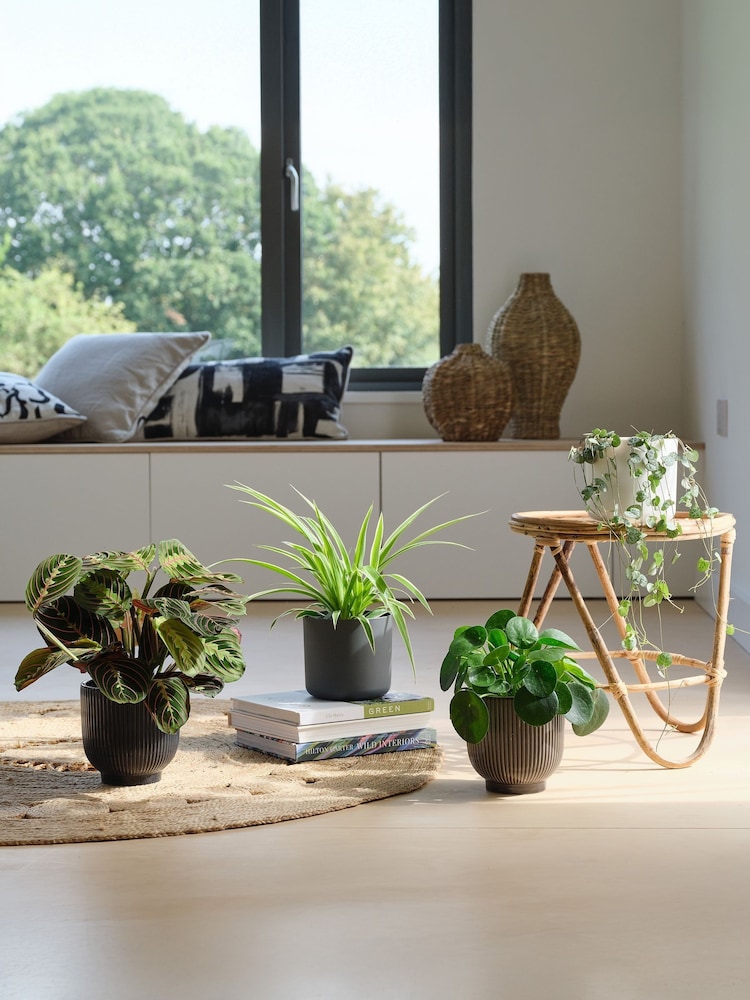 Beards & Daisies Green Real Pet Friendly Plant Bundle in Pots - Image 1 of 5 Beards & Daisies Green Real Pet Friendly Plant Bundle in Pots - Image 1 of 5