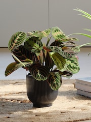 Beards & Daisies Green Real Pet Friendly Plant Bundle in Pots - Image 2 of 5