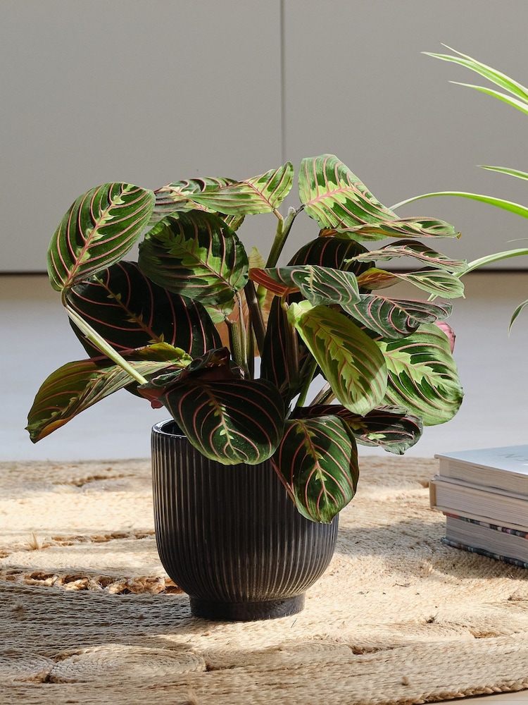 Beards & Daisies Green Real Pet Friendly Plant Bundle in Pots - Image 2 of 5