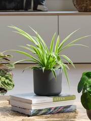 Beards & Daisies Green Real Pet Friendly Plant Bundle in Pots - Image 3 of 5