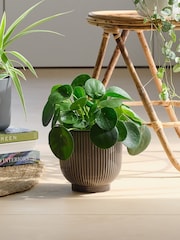 Beards & Daisies Green Real Pet Friendly Plant Bundle in Pots - Image 4 of 5