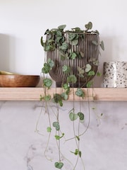 Beards & Daisies Grey Real String of Hearts Plant in Ribbed Pot - Image 1 of 3