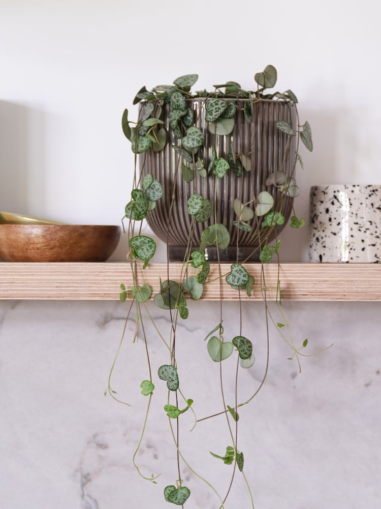 Beards & Daisies Grey Real String of Hearts Plant in Ribbed Pot - Image 1 of 3