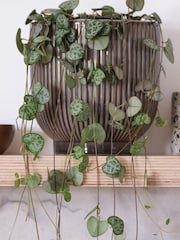 Beards & Daisies Grey Real String of Hearts Plant in Ribbed Pot - Image 2 of 3