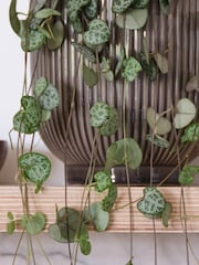 Beards & Daisies Grey Real String of Hearts Plant in Ribbed Pot - Image 3 of 3