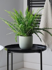 Beards & Daisies Pistachio Boston Fern & Real Boston Fern Plant in Earthenware Pot - Image 1 of 4
