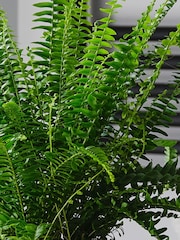 Beards & Daisies Pistachio Boston Fern & Real Boston Fern Plant in Earthenware Pot - Image 3 of 4