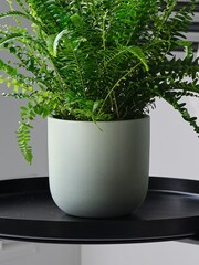 Beards & Daisies Pistachio Boston Fern & Real Boston Fern Plant in Earthenware Pot - Image 4 of 4
