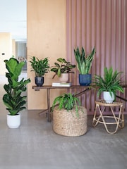 Beards & Daisies Green Real New Home Bundle in Pots - Image 1 of 4