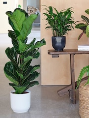 Beards & Daisies Green Real New Home Bundle in Pots - Image 2 of 4
