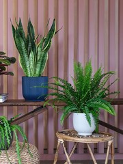 Beards & Daisies Green Real New Home Bundle in Pots - Image 4 of 4