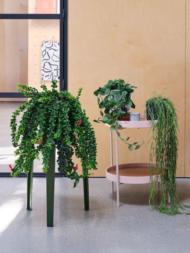 Beards & Daisies Green Real Hanging Plant Bundle in Pots - Image 1 of 4