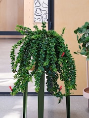 Beards & Daisies Green Real Hanging Plant Bundle in Pots - Image 2 of 4