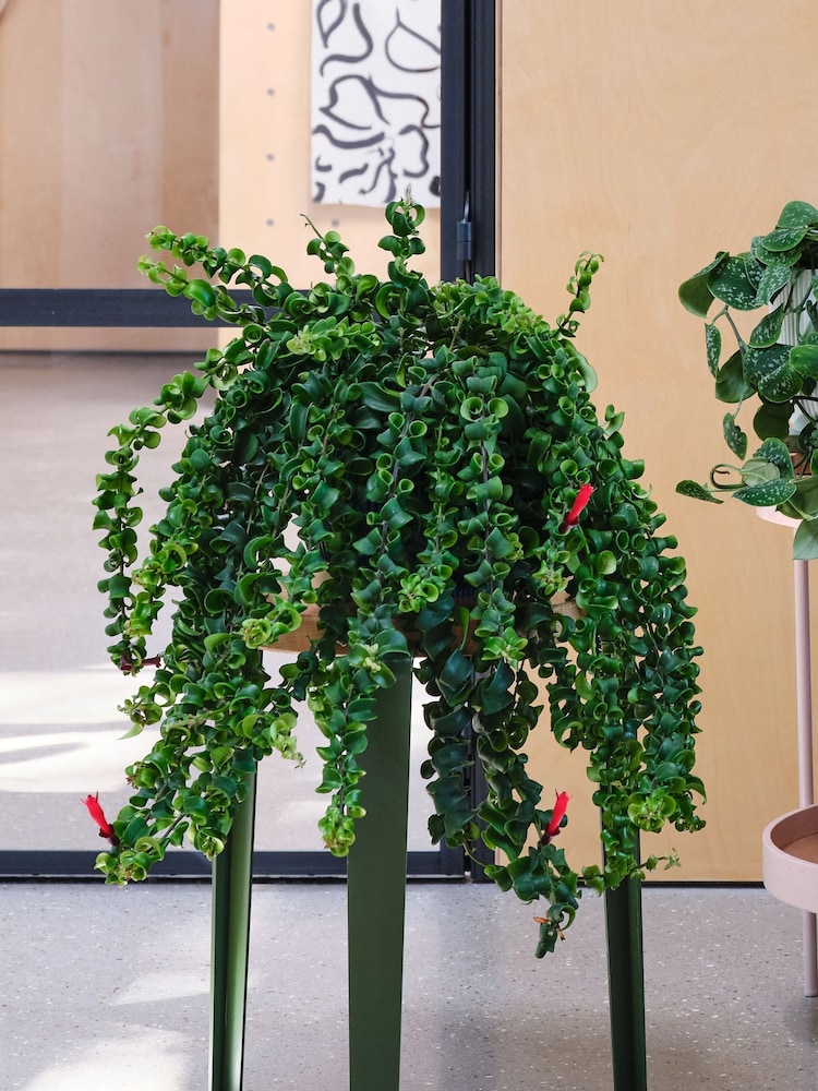Beards & Daisies Green Real Hanging Plant Bundle in Pots - Image 2 of 4