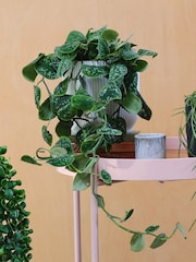 Beards & Daisies Green Real Hanging Plant Bundle in Pots - Image 3 of 4