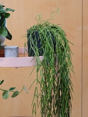 Beards & Daisies Green Real Hanging Plant Bundle in Pots - Image 4 of 4
