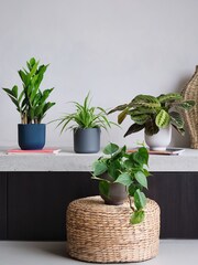 Beards & Daisies Green Real Shade Plant Bundle in Pots - Image 1 of 5