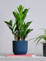 Beards & Daisies Green Real Shade Plant Bundle in Pots - Image 2 of 5
