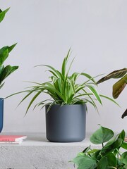 Beards & Daisies Green Real Shade Plant Bundle in Pots - Image 3 of 5