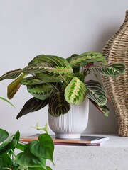 Beards & Daisies Green Real Shade Plant Bundle in Pots - Image 4 of 5