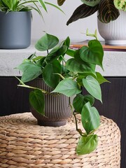 Beards & Daisies Green Real Shade Plant Bundle in Pots - Image 5 of 5