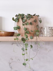 Beards & Daisies Pink Real String of Hearts Plant in Ribbed Pot - Image 1 of 3