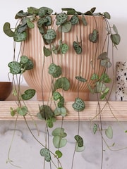 Beards & Daisies Pink Real String of Hearts Plant in Ribbed Pot - Image 2 of 3