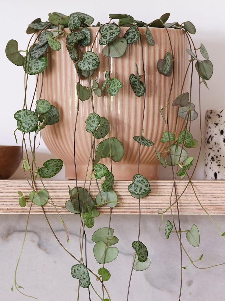Beards & Daisies Pink Real String of Hearts Plant in Ribbed Pot - Image 2 of 3