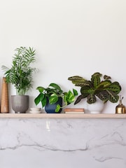 Beards & Daisies Green Real Shelfie Plant Bundle in Pots - Image 1 of 4