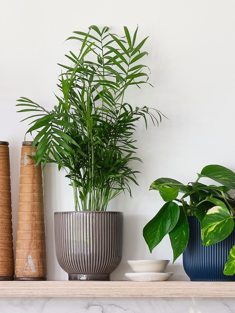 Beards & Daisies Green Real Shelfie Plant Bundle in Pots - Image 2 of 4