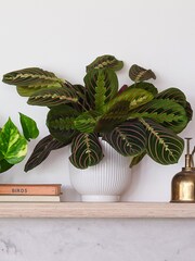 Beards & Daisies Green Real Shelfie Plant Bundle in Pots - Image 4 of 4