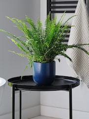 Beards & Daisies Inky Blue Boston Fern & Real Boston Fern Plant in Earthenware Pot - Image 1 of 4