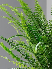 Beards & Daisies Inky Blue Boston Fern & Real Boston Fern Plant in Earthenware Pot - Image 2 of 4