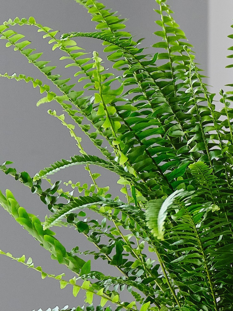 Beards & Daisies Inky Blue Boston Fern & Real Boston Fern Plant in Earthenware Pot - Image 2 of 4