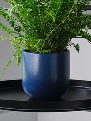 Beards & Daisies Inky Blue Boston Fern & Real Boston Fern Plant in Earthenware Pot - Image 4 of 4