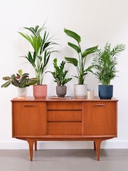 Beards & Daisies Green Real Business Plant Bundle in Pots - Image 1 of 6