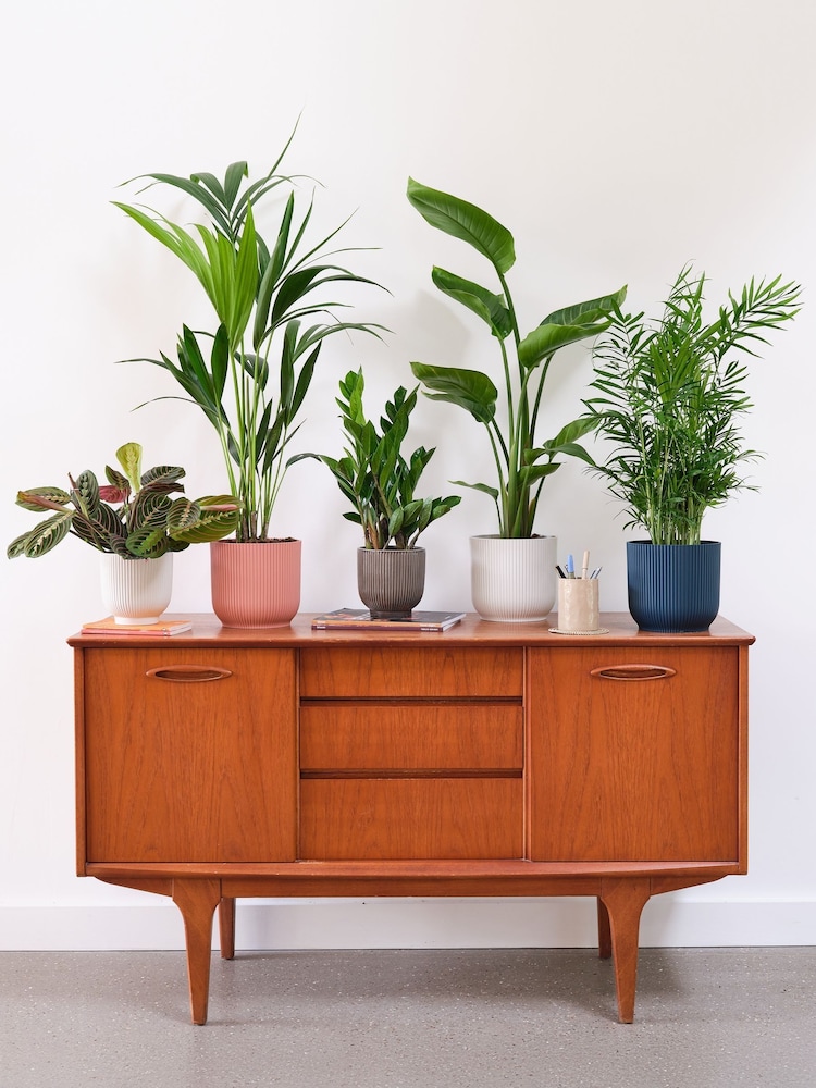 Beards & Daisies Green Real Business Plant Bundle in Pots - Image 1 of 6