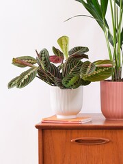 Beards & Daisies Green Real Business Plant Bundle in Pots - Image 2 of 6