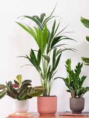 Beards & Daisies Green Real Business Plant Bundle in Pots - Image 3 of 6
