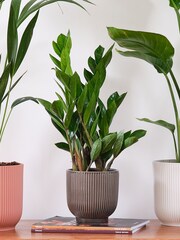 Beards & Daisies Green Real Business Plant Bundle in Pots - Image 4 of 6