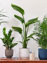 Beards & Daisies Green Real Business Plant Bundle in Pots - Image 5 of 6