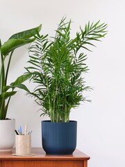 Beards & Daisies Green Real Business Plant Bundle in Pots - Image 6 of 6