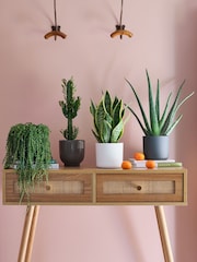 Beards & Daisies Green Real Sunny Plant Bundle in Pots - Image 1 of 5