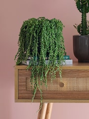 Beards & Daisies Green Real Sunny Plant Bundle in Pots - Image 2 of 5