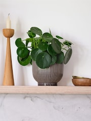 Beards & Daisies Grey Real Money Plant in Ribbed Pot - Image 1 of 4