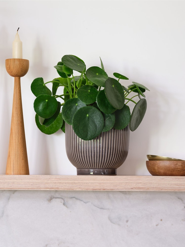 Beards & Daisies Grey Real Money Plant in Ribbed Pot - Image 1 of 4