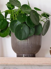 Beards & Daisies Grey Real Money Plant in Ribbed Pot - Image 4 of 4